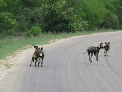 Frisking Wild Dogs, Kruger, South Africa 2013